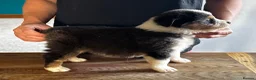 Australian Shepherd dogs for sale: Fully health tested KC registered showline Aussies - Advert 3