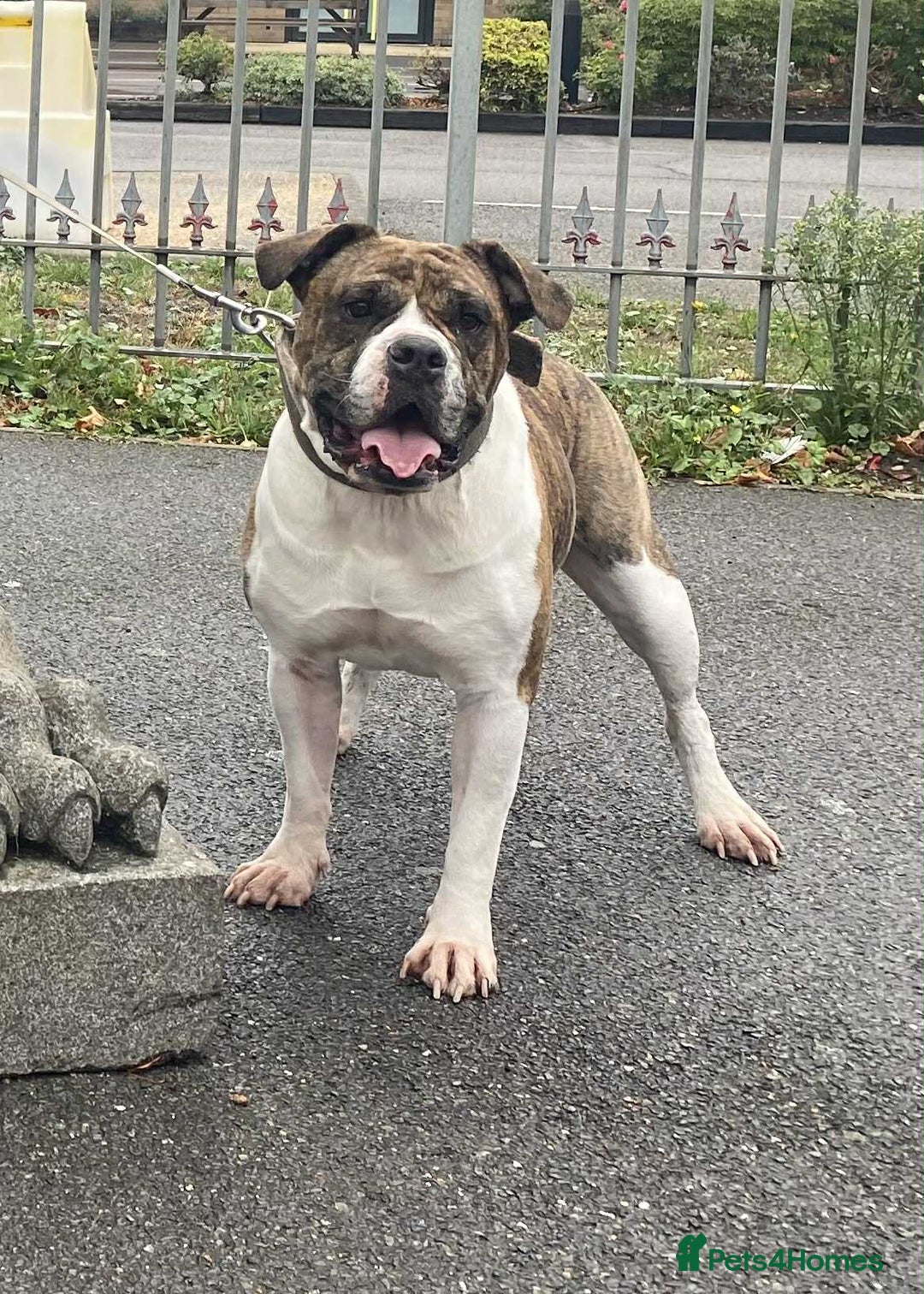 Alapaha Blue Blood Bulldog dogs for sale: Stunning IABBR Alapaha BBB Female  - Advert 11