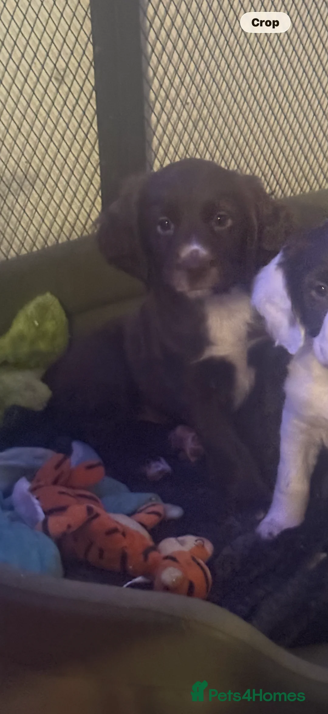 Sprocker dogs for sale: Stunning Sprocker girls  - Advert 2