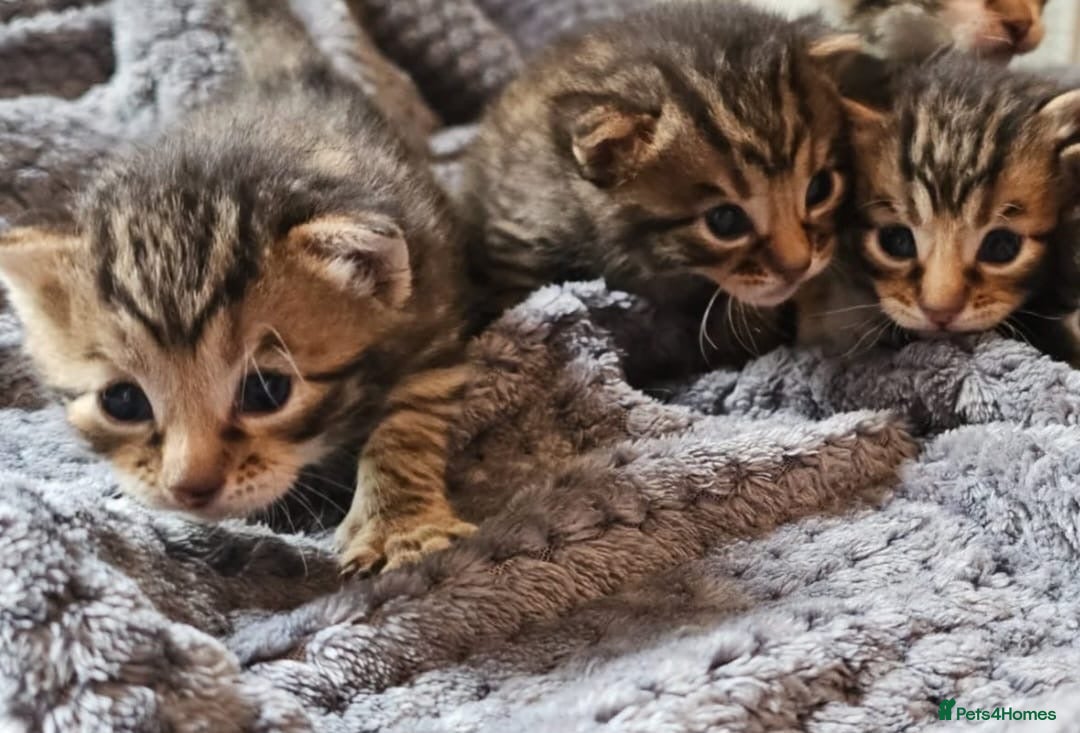 Mixed Breed cats for sale: Kittens in Chipping Norton - Image 6