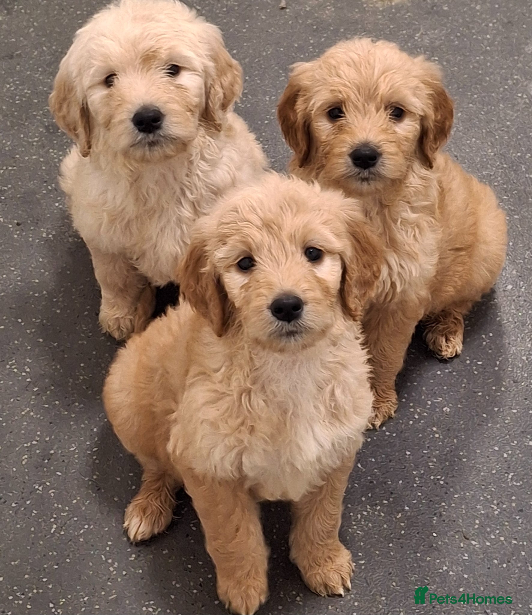 Goldendoodle dogs F1 Goldendoodle's - Advert 1