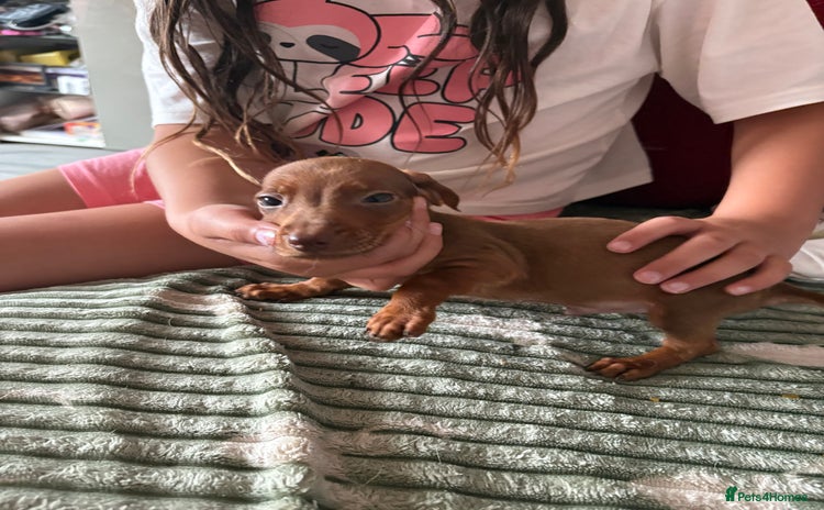 Dachshund dogs - Advert 1