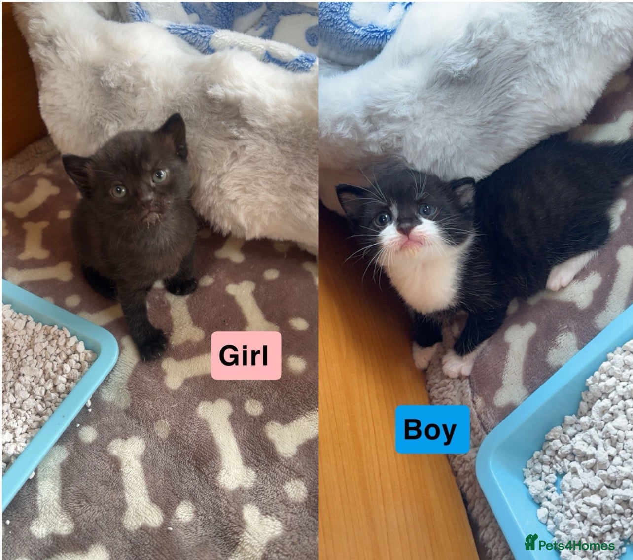 Mixed Breed cats BSH and Maine coon mix. Last 2 kittens boy+girl - Advert 3