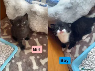 Mixed Breed cats BSH and Maine coon mix. Last 2 kittens boy+girl - Advert 3