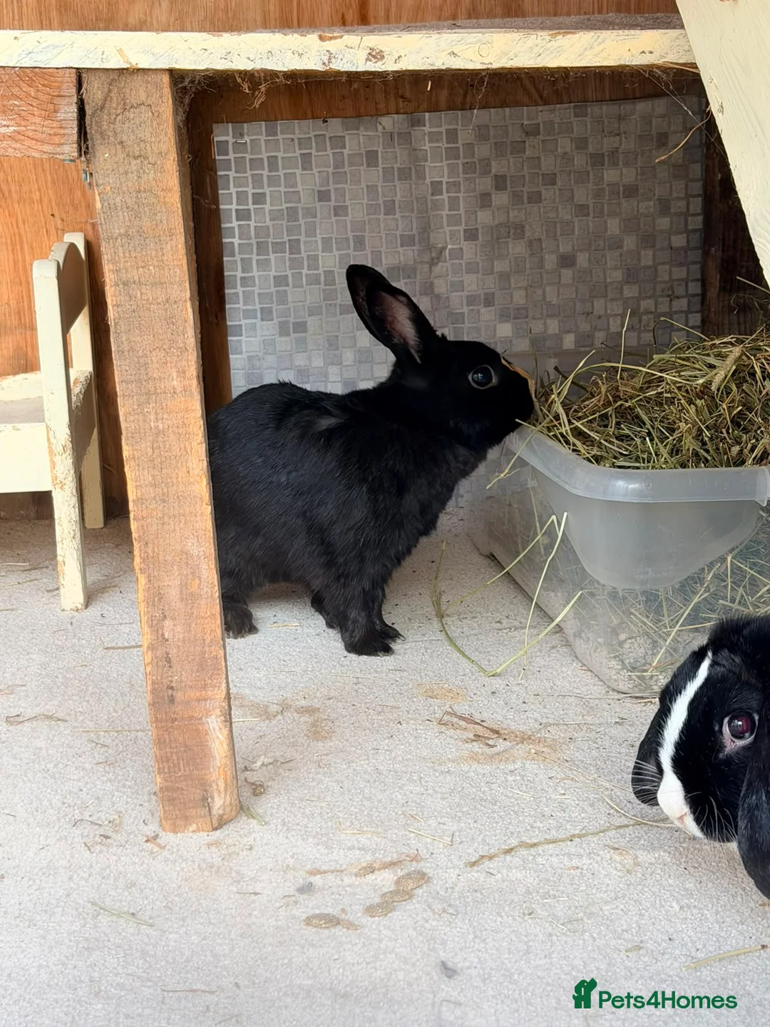 Mixed Breed rabbits for sale: Flower & Lyric - Advert 2