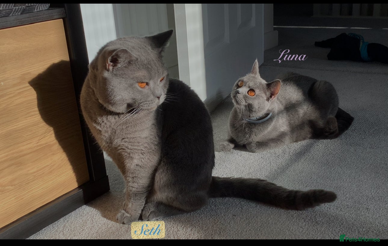 British Shorthair cats Last 2Stunning British Shorthair Kittens  - Advert 1