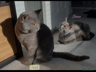 British Shorthair cats Last 2Stunning British Shorthair Kittens for ** - Advert 1