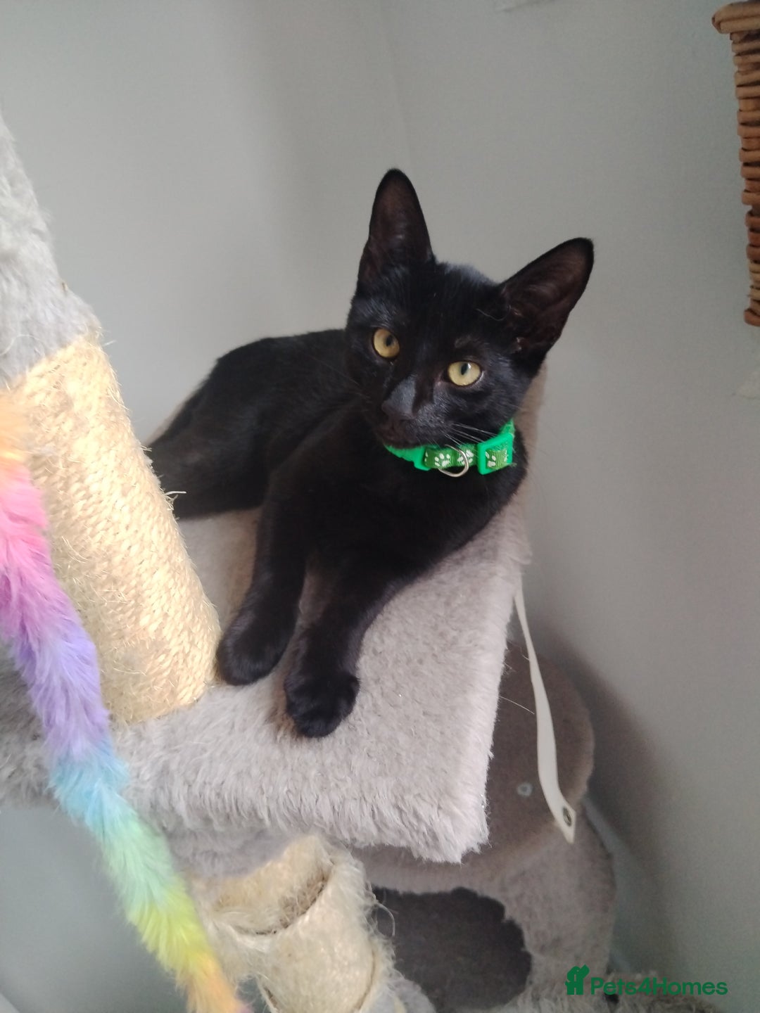 Mixed Breed cats for sale: Kittens  - Image 5