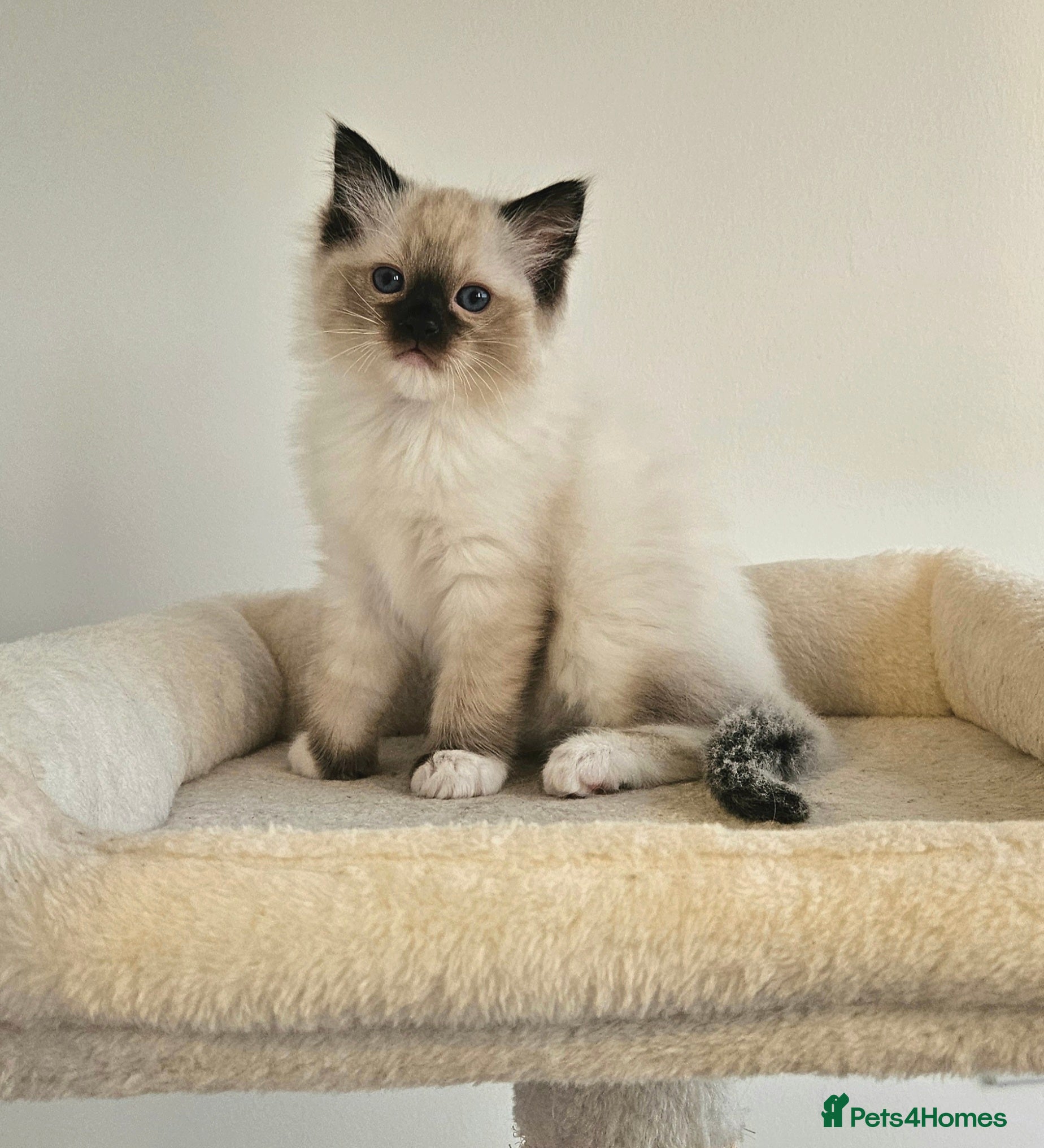 Ragdoll cats Stunning Ragdoll kittens.  - Advert 1