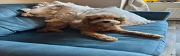 Australian Labradoodle dogs for sale: Australian Cavapoo  - Advert 2