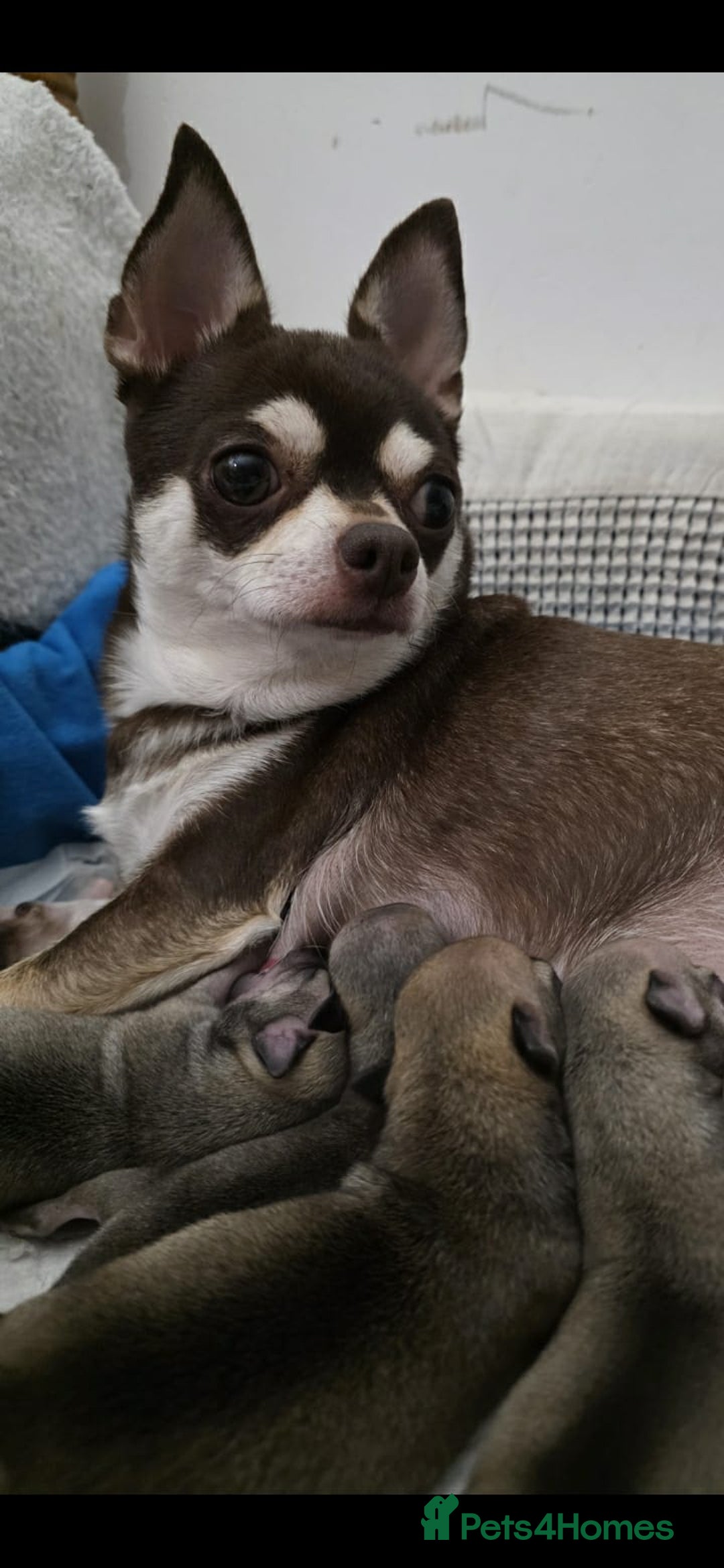 Chihuahua dogs for sale: 4 boys chihuahua puppies  - Advert 2