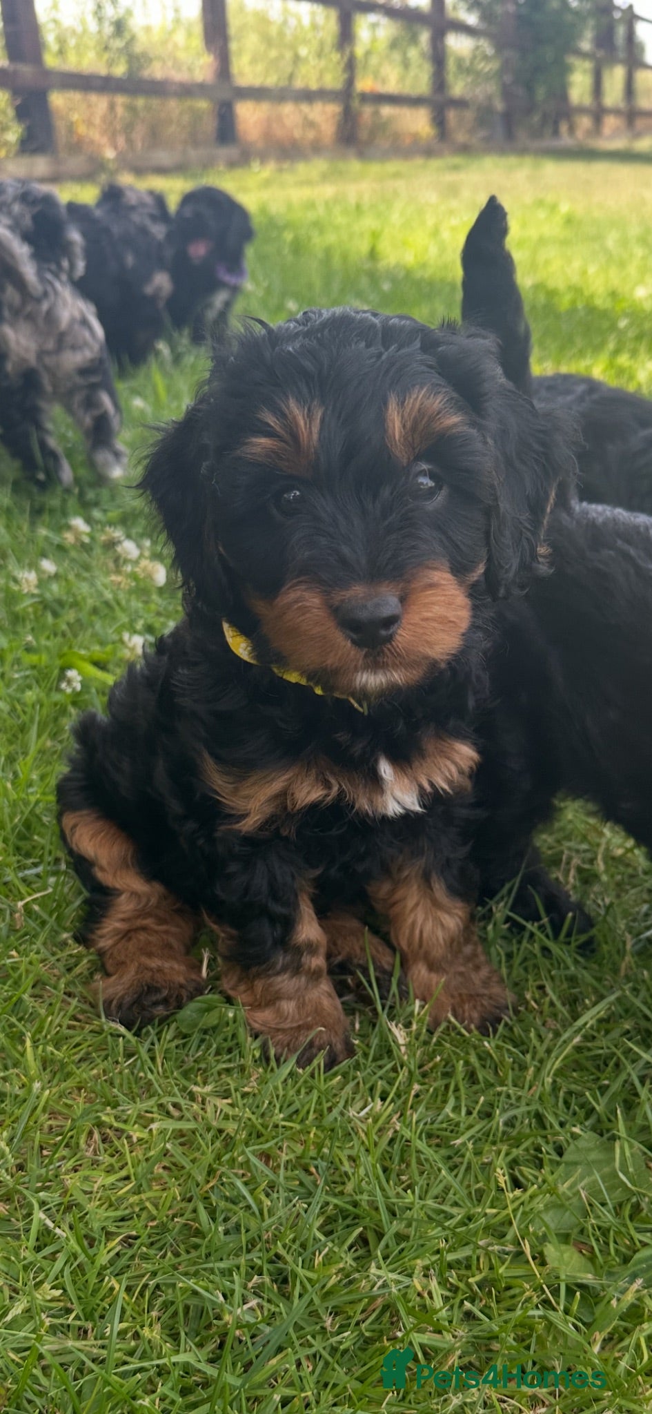 Mixed Breed dogs Stunning cockapoo puppies (Ready Now) - Advert 2