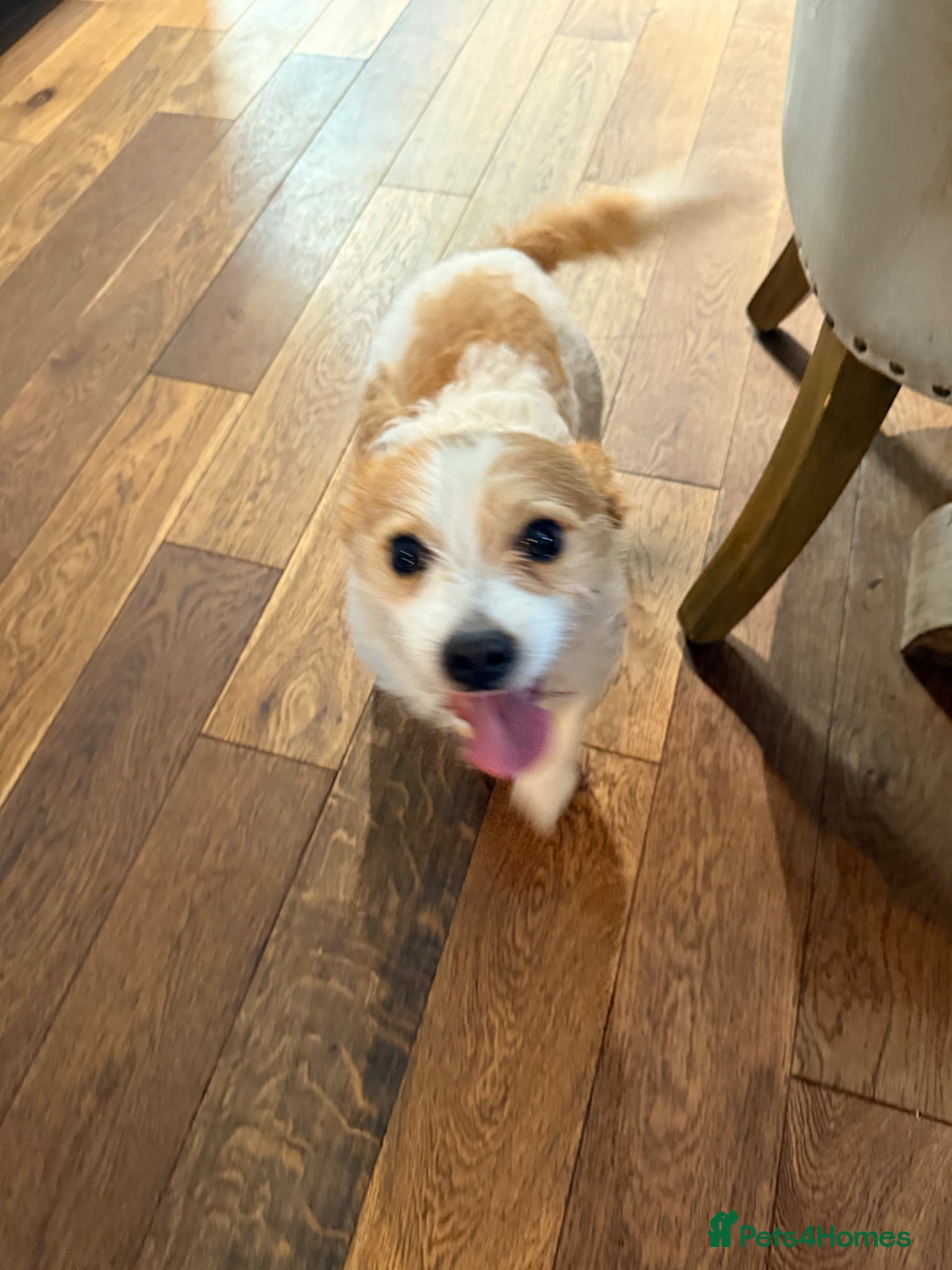 Jack Russell dogs 5 year old Jack Russell  - Advert 18