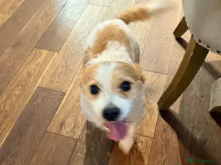 Jack Russell dogs 5 year old Jack Russell - Advert 18