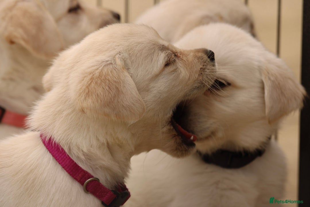 Labrador Retriever dogs for sale: Beautiful labrador puppies for sale - Image 14