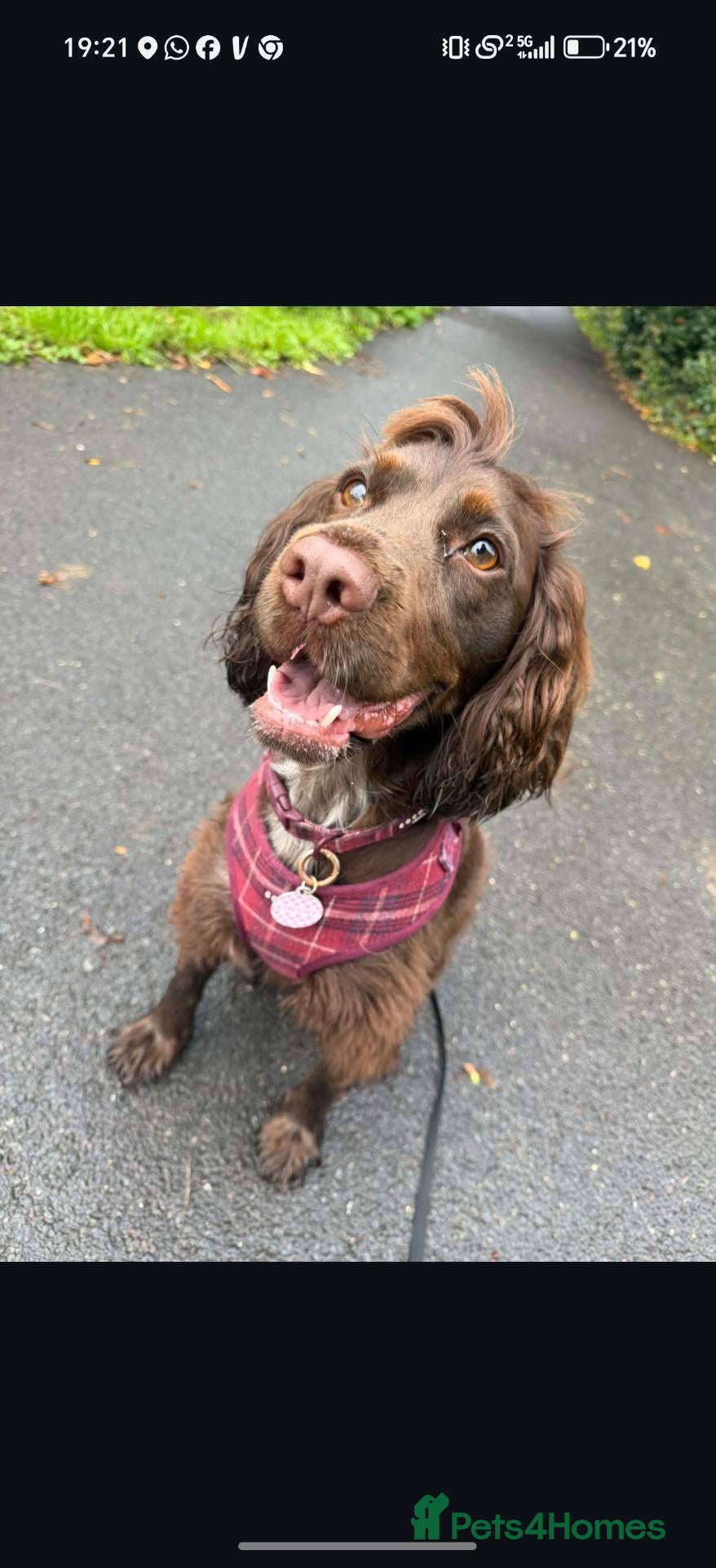 Cocker Spaniel dogs Beautiful Cocker Spaniel Girl Needs a Loving Home - Advert 5
