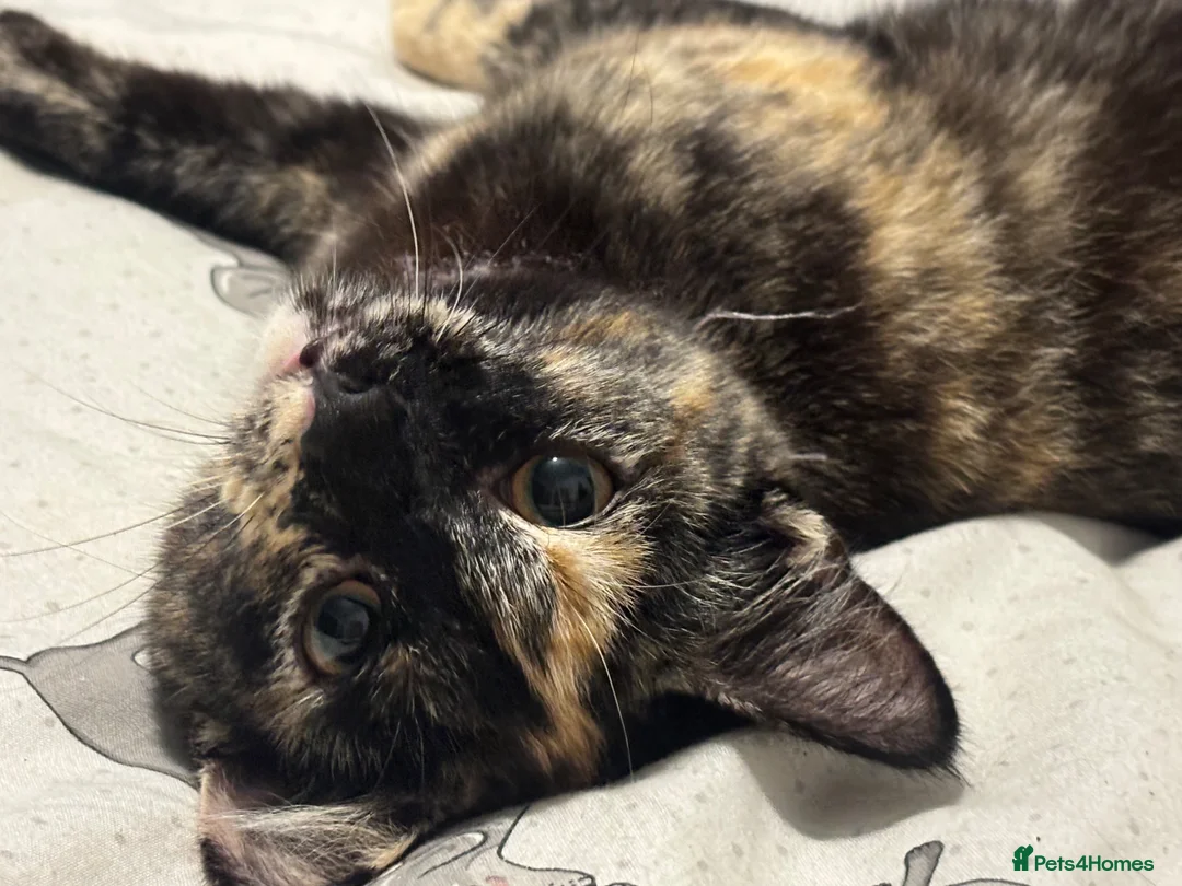 Mixed Breed cats for sale: Gorgeous longhaired tabby ginger kittens - Advert 7