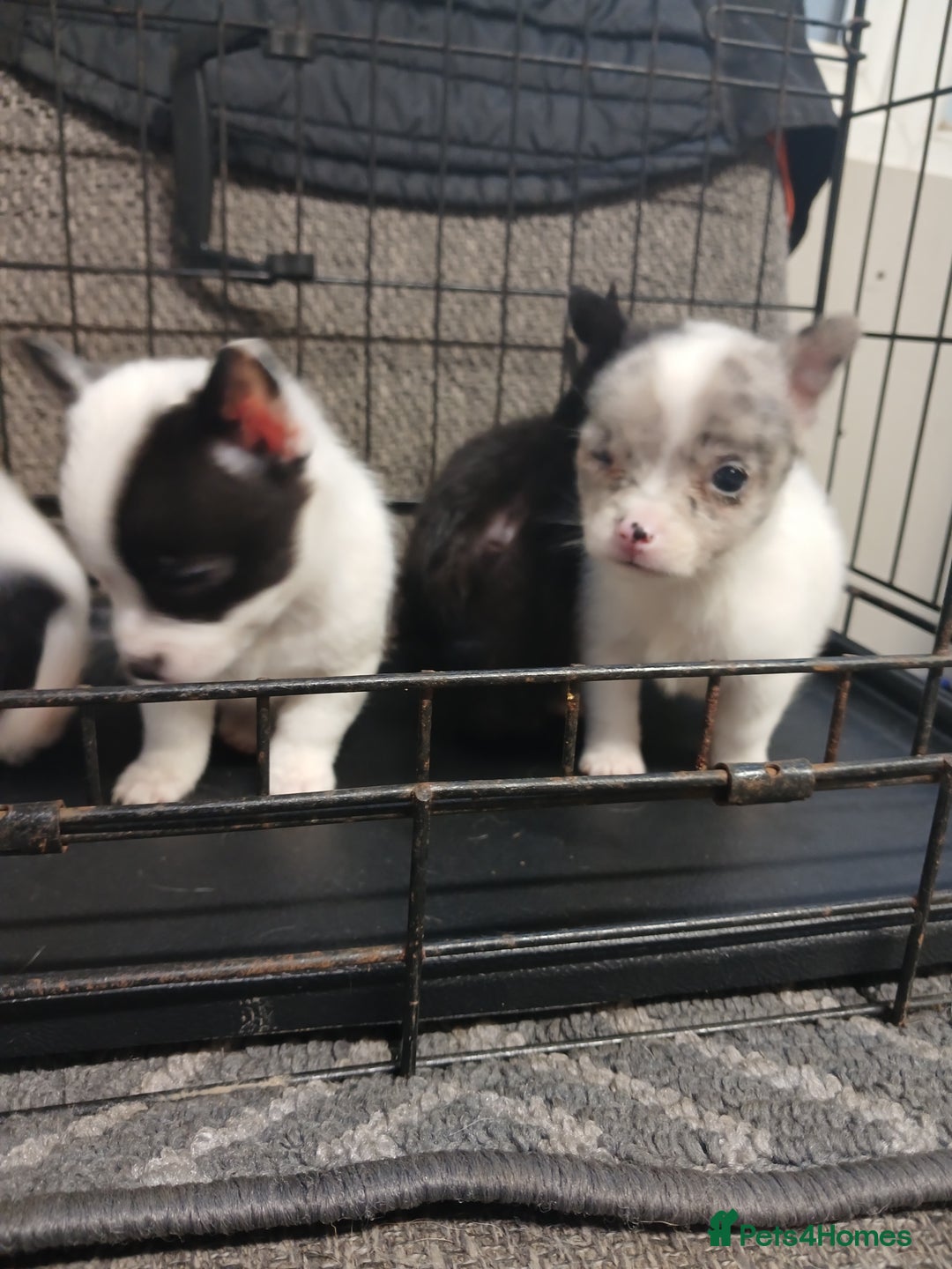 Mixed Breed dogs for sale: Pomeranian cross puppies ready now - Image 4