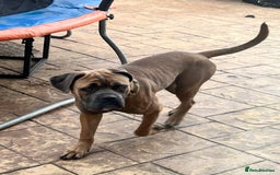 Cane Corso dogs for sale: Cane corso for rehome - Image 5