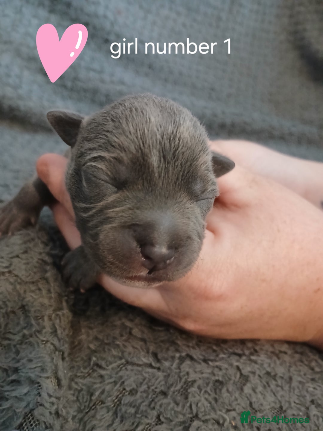 Staffordshire Bull Terrier dogs for sale: Staffordshire bull terrier pups  - Advert 9