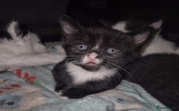 British Shorthair cats for adoption: OUR KITTENS HAVE HAD NO OFFERS 💔 - Image 1