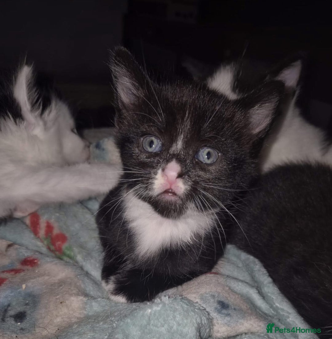 British Shorthair cats for adoption: OUR KITTENS HAVE HAD NO OFFERS 💔 - Image 1