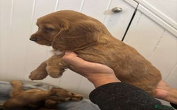 Cocker Spaniel dogs for sale: Fully Show type kc parents DNA tested all clear  - Image 18