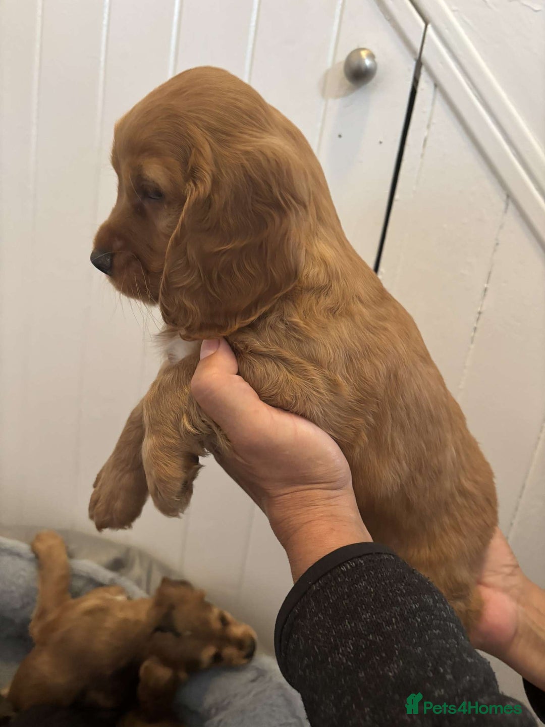 Cocker Spaniel dogs for sale: Fully Show type kc parents DNA tested all clear  - Image 18