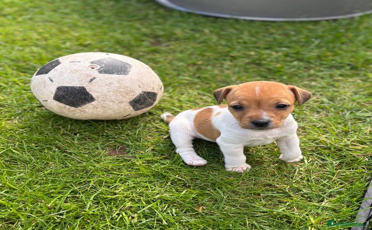 Jack Russell dogs - Advert 1