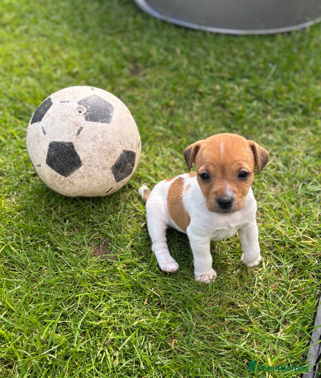 Jack Russell dogs for sale: Quality Jack Russell Puppies - Image 1