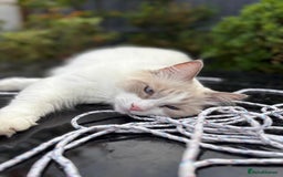 Ragdoll cats for sale: Ragdoll kittens Blue, Lilac & flame or blue/seal - Image 7