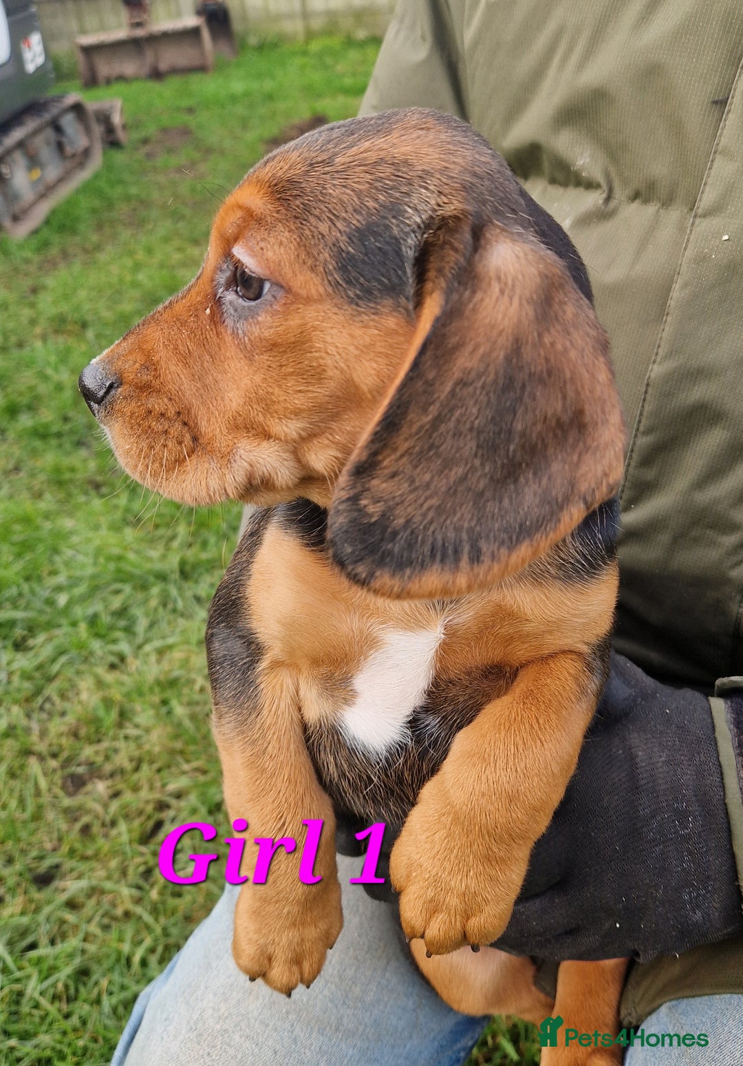 Bocker dogs for sale: Beautiful Bocker puppies - Advert 25