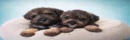 Schnoodle dogs for sale: One Last Male Rare Toy Schnoodle - Advert 3
