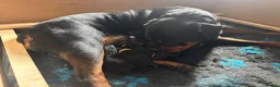 Rottweiler dogs for sale: ELITE KC REGISTERED GERMAN ROTTWEILER PUPPIES  - Advert 4