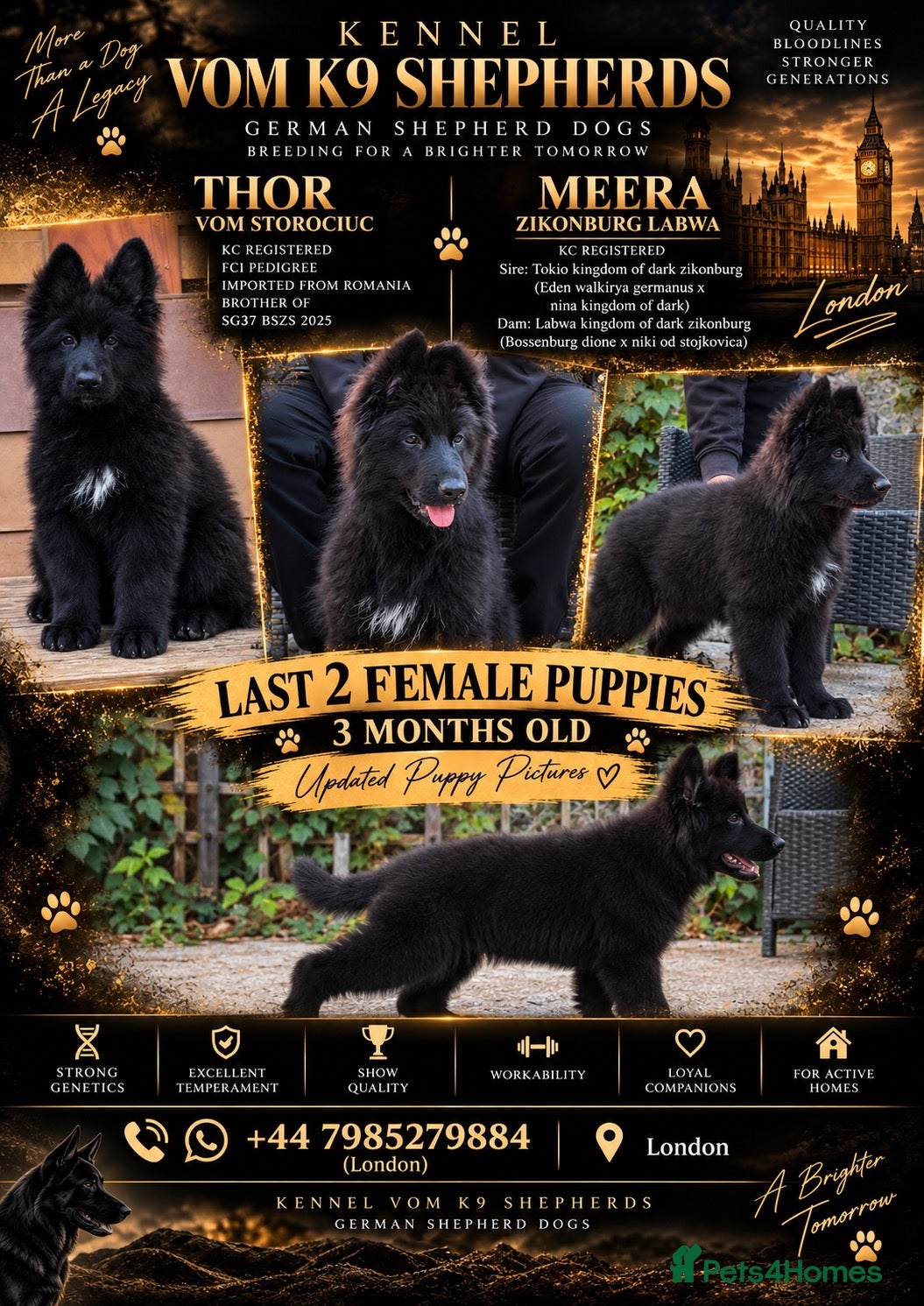 German Shepherd dogs LONG HAIR GERMAN SHEPHERD PUPPIES, TOP BLOODLINES - Advert 1