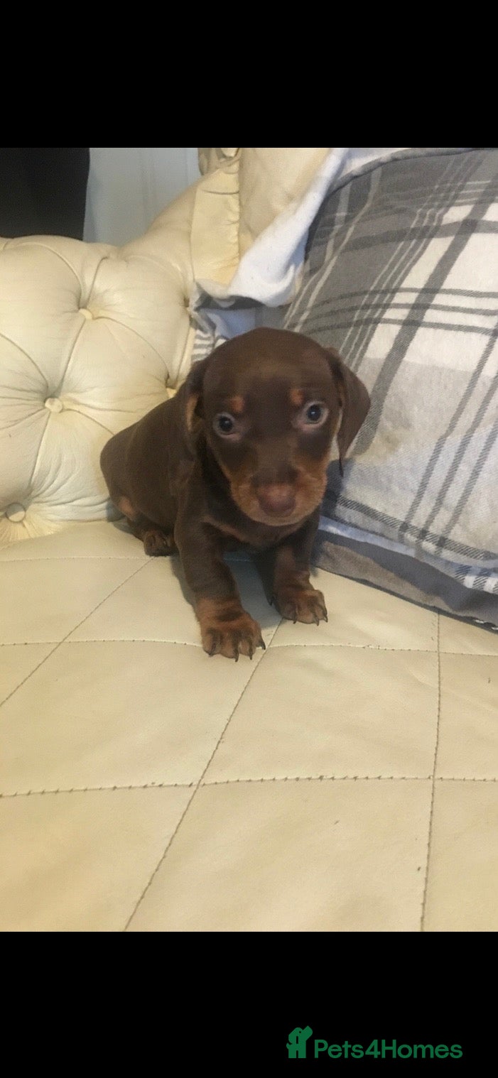 Dachshund dogs 5 dachund puppies for sale 2 boys 3 girls - Advert 2
