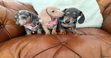 Miniature Dachshund dogs - Advert 10