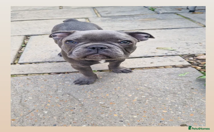 French Bulldog dogs - Advert 4