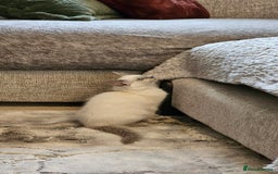 Ragdoll cats for sale: Champion dad Pedigree ragdolls GCCF  - Image 20