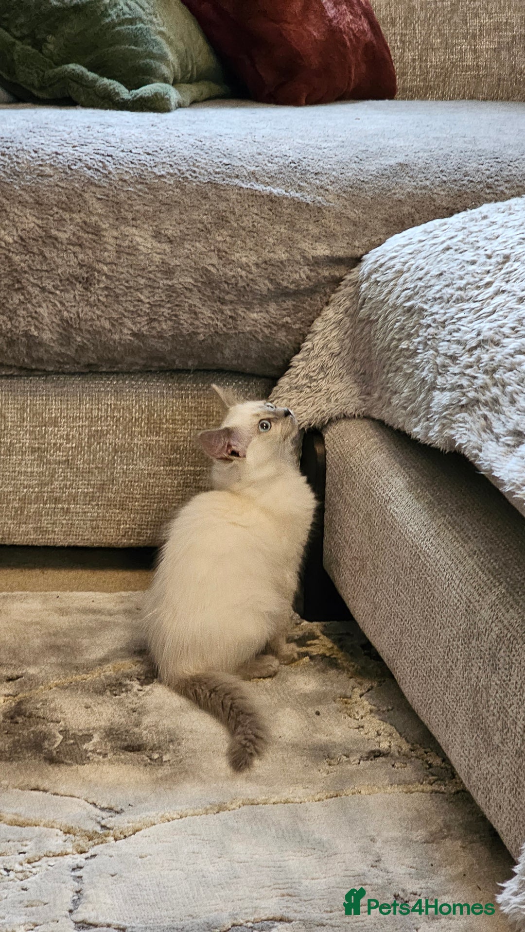 Ragdoll cats for sale: Champion dad Pedigree ragdolls GCCF  - Image 20