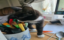 Mixed Breed cats for sale: 3 beautiful kittens - Image 9