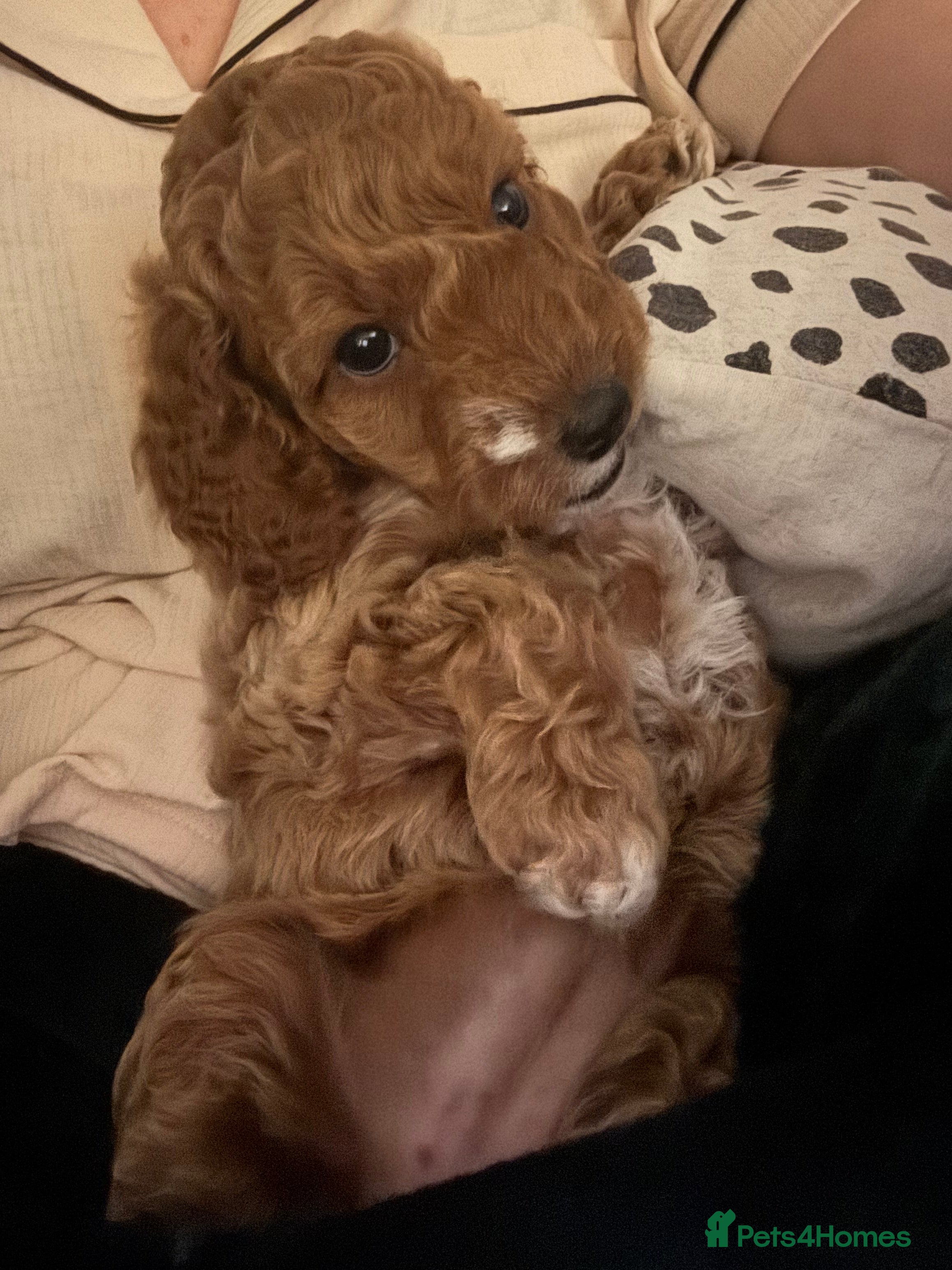 Cockapoo dogs Red Cockapoo girls F1b ready 12/1/26 - Advert 1