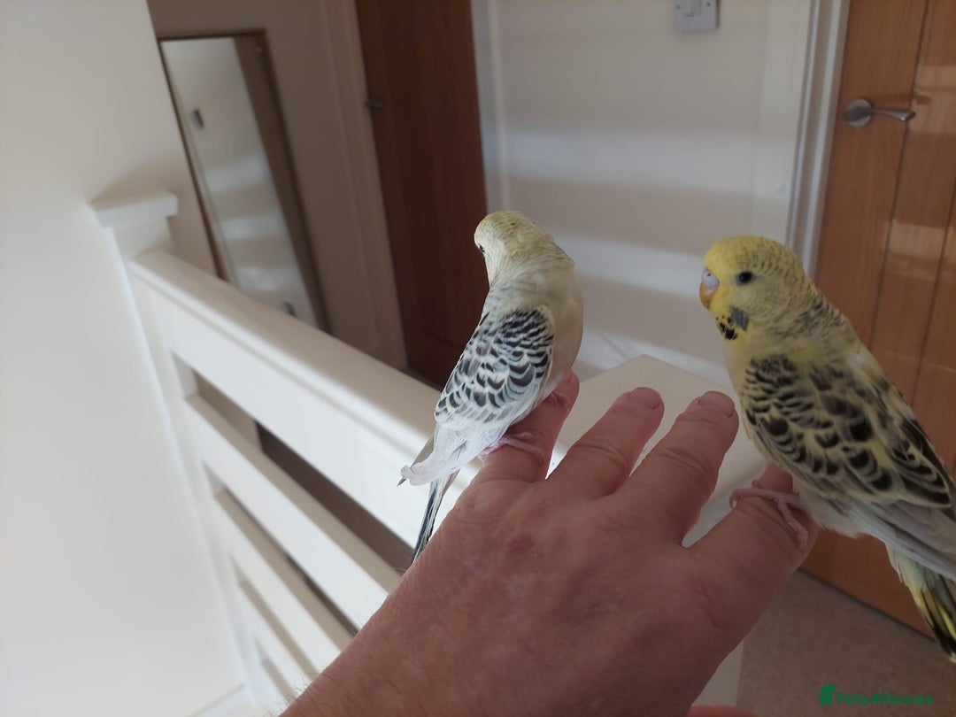 Budgerigars birds for sale: Tame Baby Budgies - Advert 12