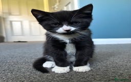 Russian Blue cats for sale: Part Ragdoll and Russian Blue Kittens for sale - Image 2