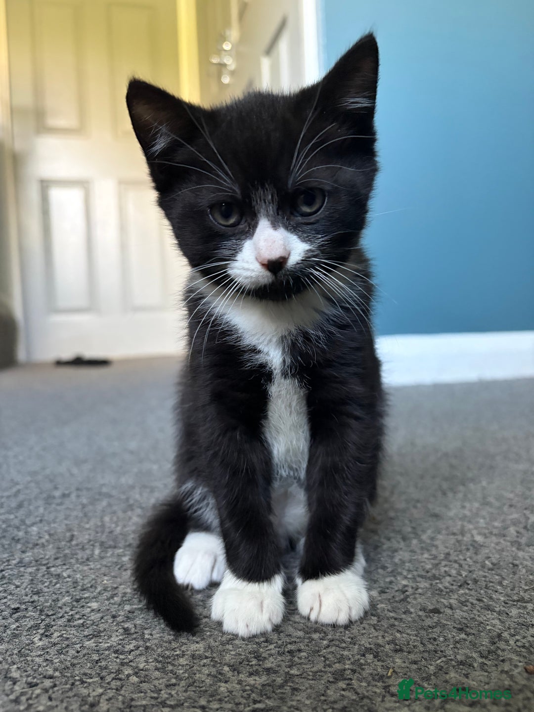 Russian Blue cats for sale: Part Ragdoll and Russian Blue Kittens for sale - Image 2