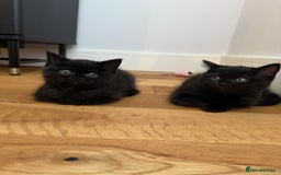 British Shorthair cats for sale: Fluffy Chocolate British Shorthair Kittens 🐾 - Image 10