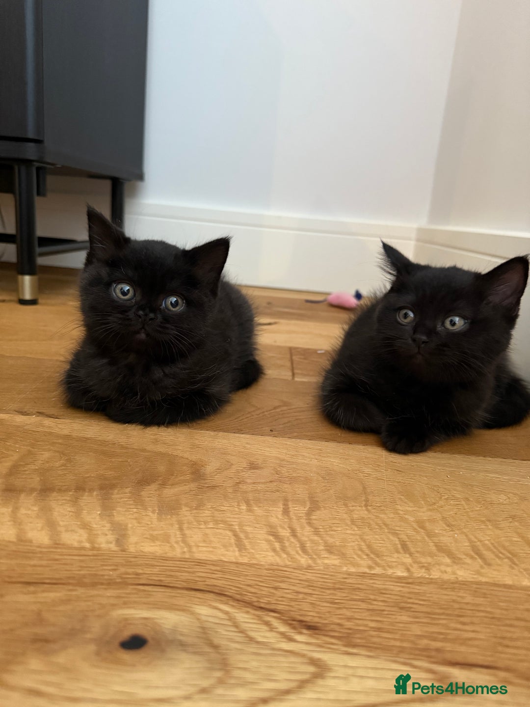 British Shorthair cats for sale: Fluffy Chocolate British Shorthair Kittens 🐾 - Image 10