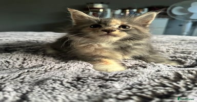 Maine Coon cats - Advert 3