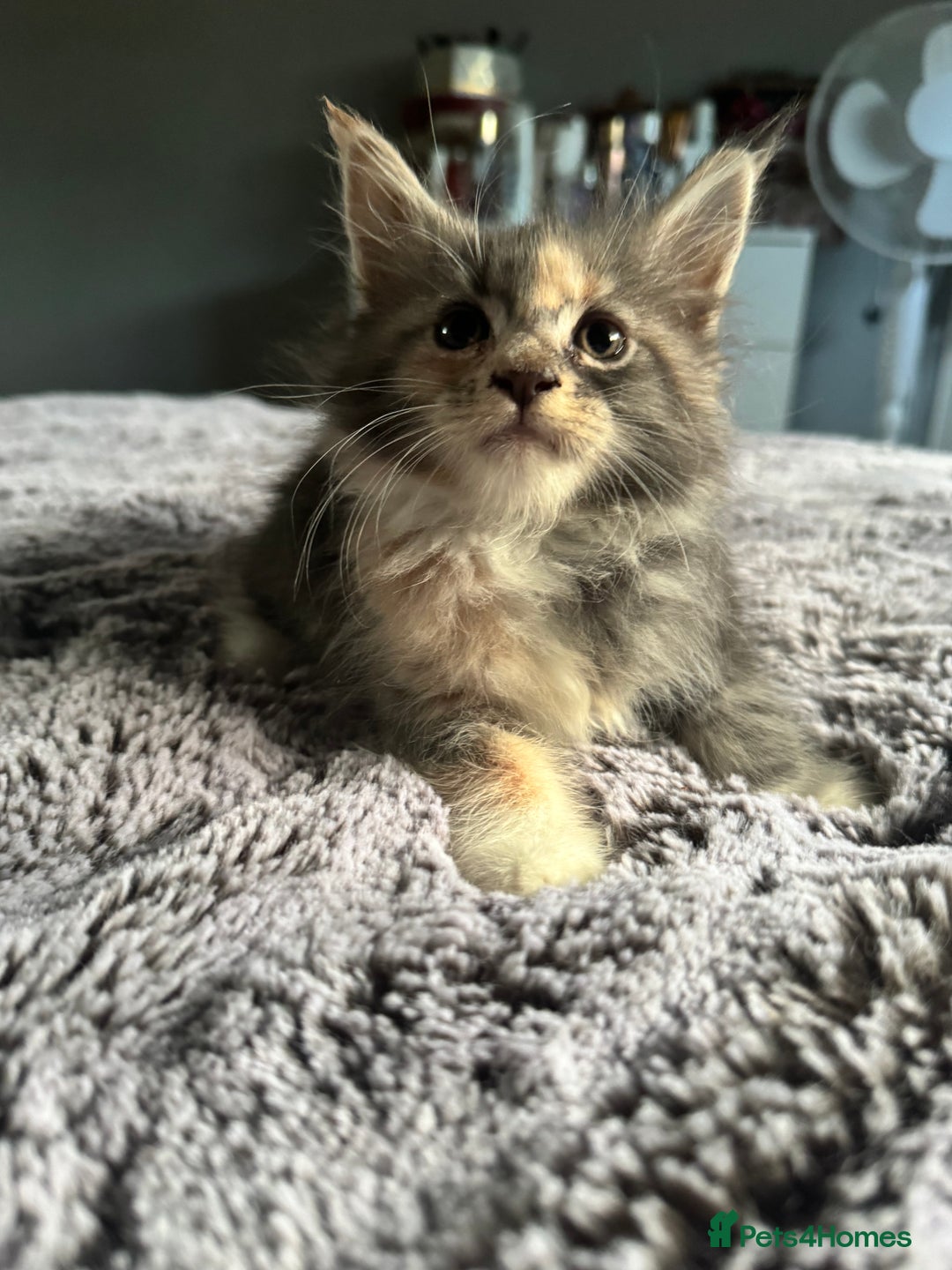 Maine Coon cats for sale: Maine Coon kittens Available!!!! - Image 2