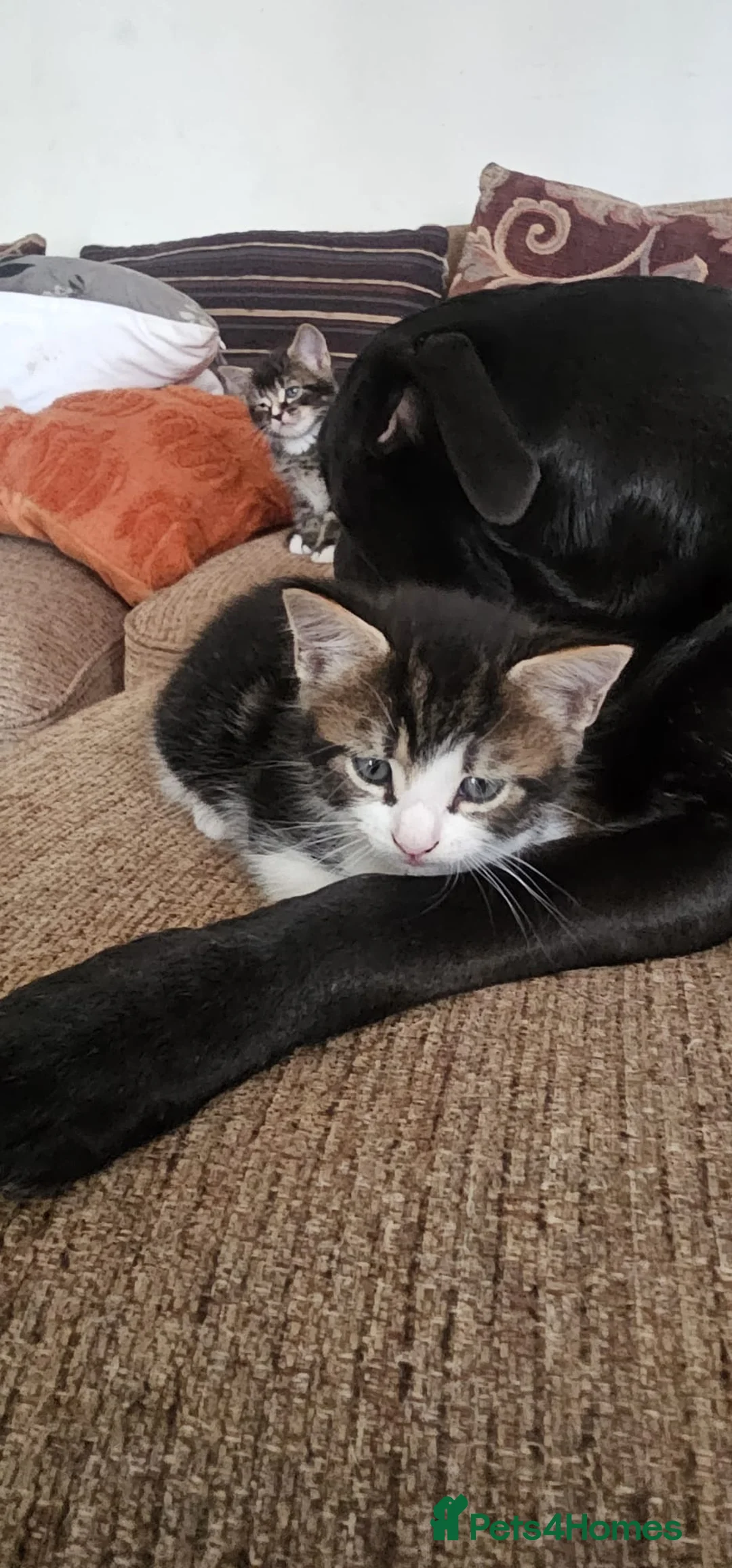 Mixed Breed cats for sale: 4 cute playful kittens for sale. in Reading - Advert 2
